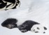 snurk bettwaesche panda Produktbild 4